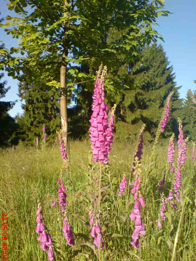 Fingerhut im Nationalpark